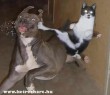 Macska és kutya - csata az elõszobában